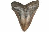 5.04" Fossil Megalodon Tooth - South Carolina - #203105-1